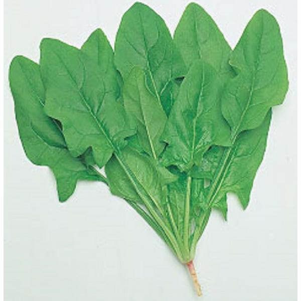 次郎丸法蓮草 1L ほうれん草 法蓮草 ホウレンソウ ほうれんそう【タキイ 種 たね タネ】【通常5...