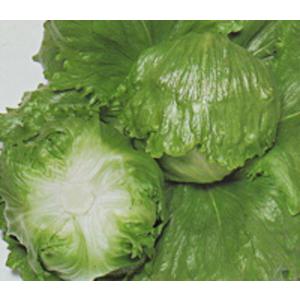 タキイ種苗 レタス ヒートガイ ペレット5000粒 : 種苗・園芸ショップ