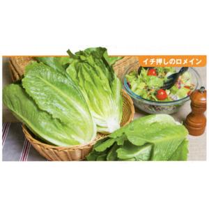 レタス ロマリア タキイ育成 L5千粒5センR レタス【タキイ 種 たね タネ】【通常5倍 5のつく...