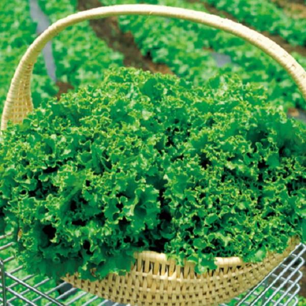 リーフレタス グリーンウェーブ タキイ育成 L5千粒5センR レタス【タキイ 種 たね タネ】【通常...