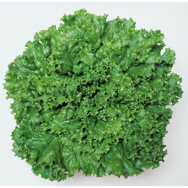 レタス グリーンジャケット タキイ育成 PVP L5千粒5センR レタス【タキイ 種 たね タネ】【...