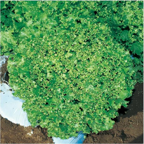 リーフレタス ダンシング タキイ育成 L5千粒5センR レタス【タキイ 種 たね タネ】【通常5倍 ...