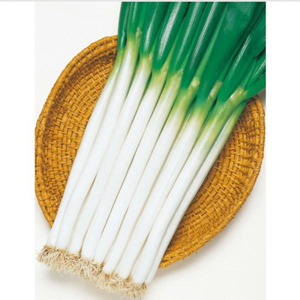 ホワイトスター葱 タキイ交配 2L5千粒5センR 葱 ネギ ねぎ【タキイ 種 たね タネ】【通常5倍...