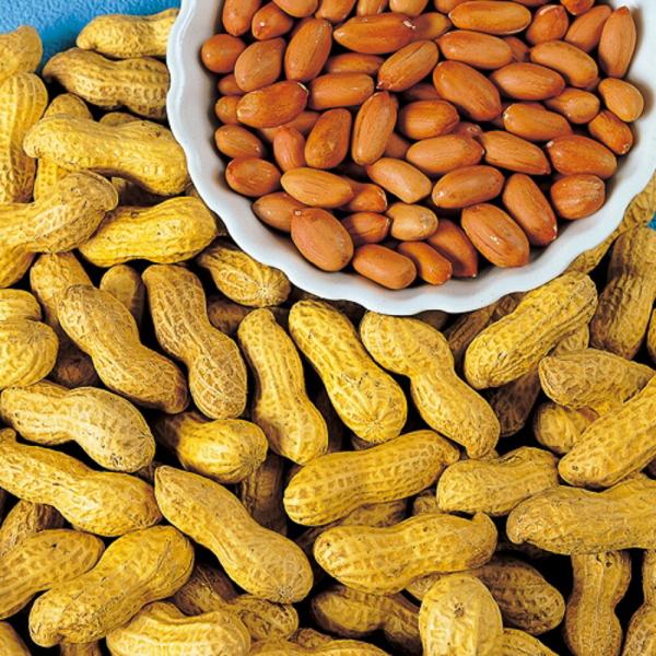 モロヘイヤ 1dl100ml シマツナソ モロヘイヤ【タキイ 種 たね タネ】【通常5倍 5のつく日...