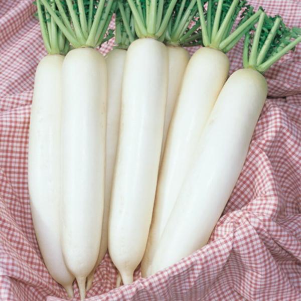 健白大根 タキイ交配 2dlスタンドパック200ml 大根 ダイコン だいこん【タキイ 種 たね タ...