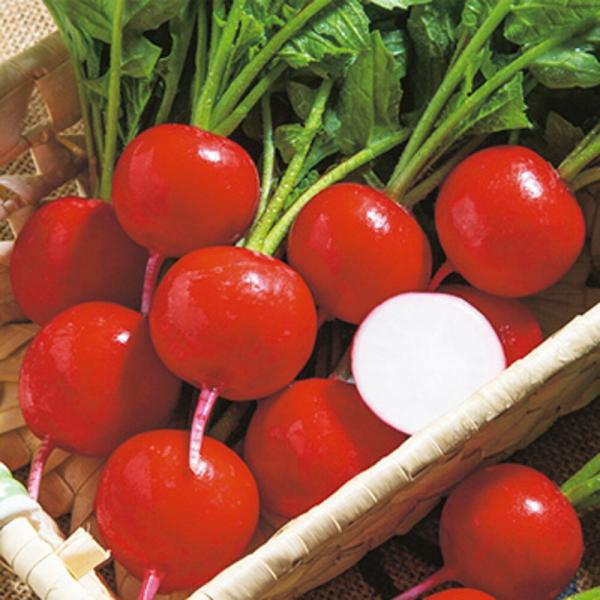 赤丸二十日大根ニューコメット 1万粒 大根 ダイコン だいこん【タキイ 種 たね タネ】【通常5倍 ...