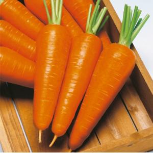 人参の種 ベーターリッチ ペレット1万粒 ( 野菜の種 ) : 菜園くらぶ