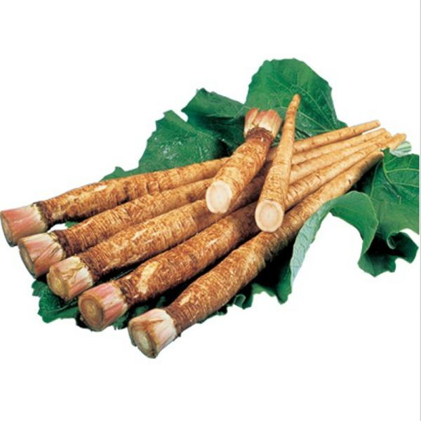 サラダむすめ牛蒡 1dl100ml 牛蒡 ゴボウ ごぼう【タキイ 種 たね タネ】【通常5倍 5のつ...