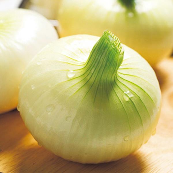 シャルム玉葱(しゃるむ) タキイ交配 20ml 玉ねぎ たまねぎ 玉葱 タマネギ【タキイ 種 たね ...