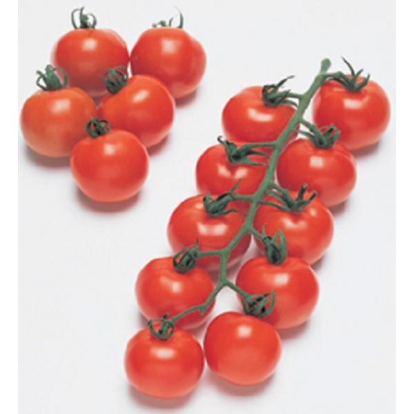 フルティカトマト タキイ交配 PVP 100粒100R トマト とまと 蕃茄【タキイ 種 たね タネ...