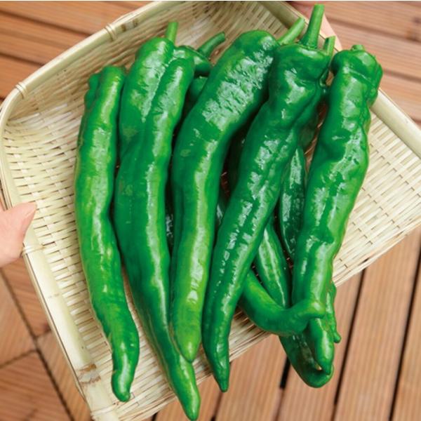 甘とう美人 タキイ交配 500粒500R ピーマン ぴーまん【タキイ 種 たね タネ】【通常5倍 5...