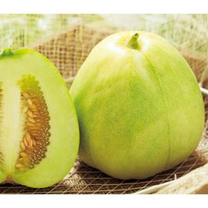 味瓜（種、種子）の商品一覧  花、ガーデニング 通販 - Yahoo 