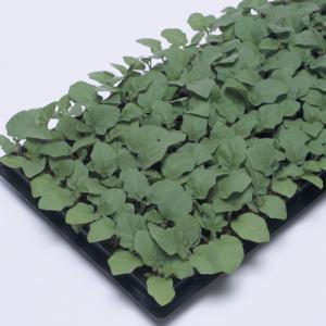 SK9-099 ブロッコリー種子 2000粒 【野菜種子】【サカタのタネ