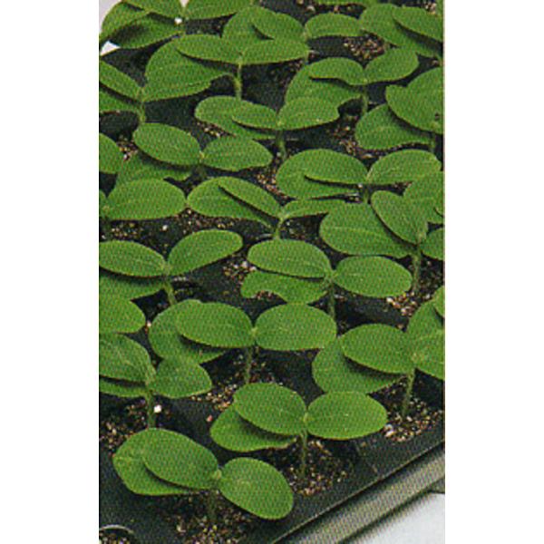 スターク南瓜(台木用) タキイ交配 350粒350R 南瓜 カボチャ かぼちゃ【タキイ 種 たね タ...