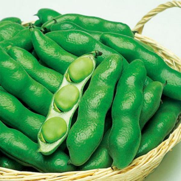 仁徳一寸蚕豆 タキイ育成 1L 豆 マメ まめ【タキイ 種 たね タネ】【通常5倍 5のつく日はポイ...