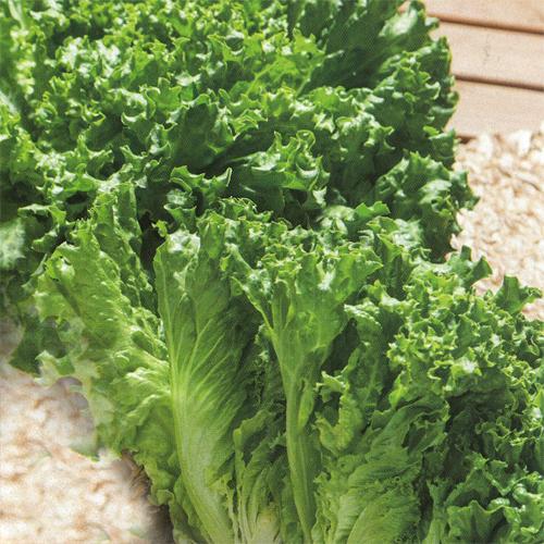 グリーンブーケ（TLE-557)ペレット5,000粒　タキイ育成 リーフレタス レタス 【タキイ 種...