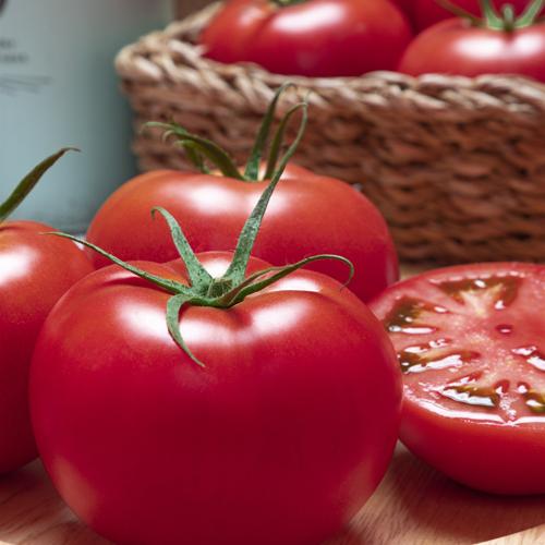 桃太郎ブライト 1000粒 トマト とまと 蕃茄【タキイ 種 たね タネ】【通常5倍 5のつく日はポ...