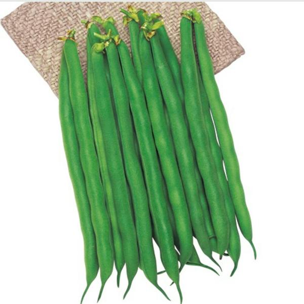 初みどり2号菜豆 1l1L 鞘隠元 サヤインゲン さやいんげん タキイ 種 たね タネ 【通常5倍 ...