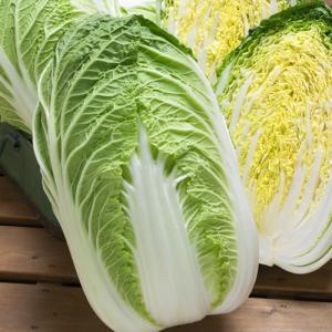 黄づつみ78 ペレット5000粒 白菜 ハクサイ はくさい【タキイ 種 たね タネ】【通常5倍 5のつく日はポイント10倍】