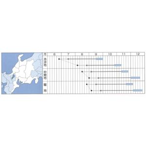 黄づつみ78 ペレット5000粒 白菜 ハクサ...の詳細画像1