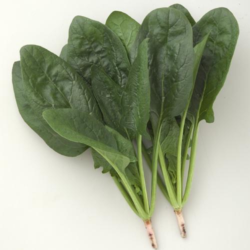 晩抽サマージェット (エボプライム種子)M３万粒 ほうれん草 法蓮草 ホウレンソウ ほうれんそう【タ...