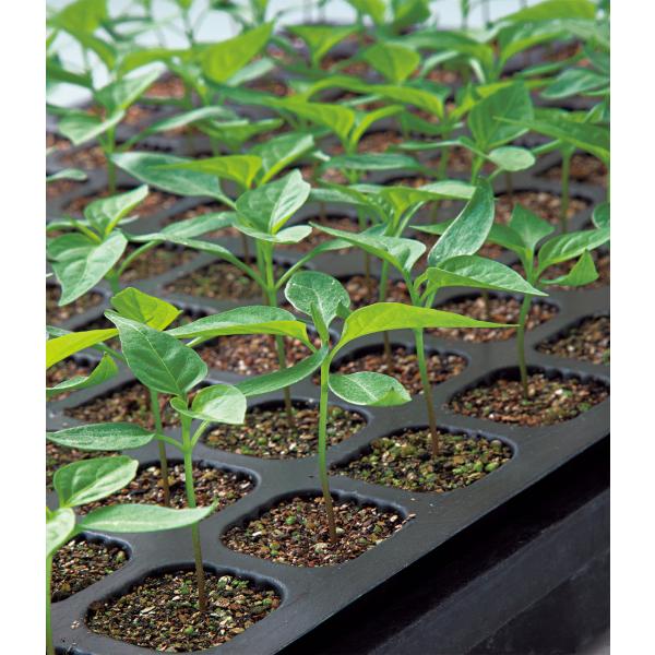 グランバギー 1000粒 ピーマン台木 【タキイ 種 たね タネ】【通常5倍 5のつく日はポイント1...