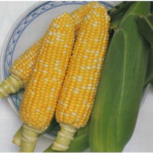 大特価！】野菜の種/種子 おおもの83・とうもろこし・スイートコーン