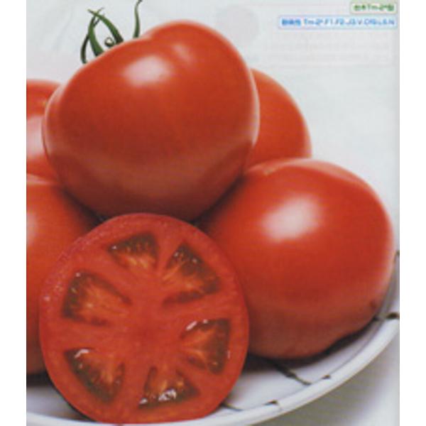 CF桃太郎ヨークトマト タキイ交配 1センR トマト とまと 蕃茄 タキイ 種 たね タネ 【通常5...