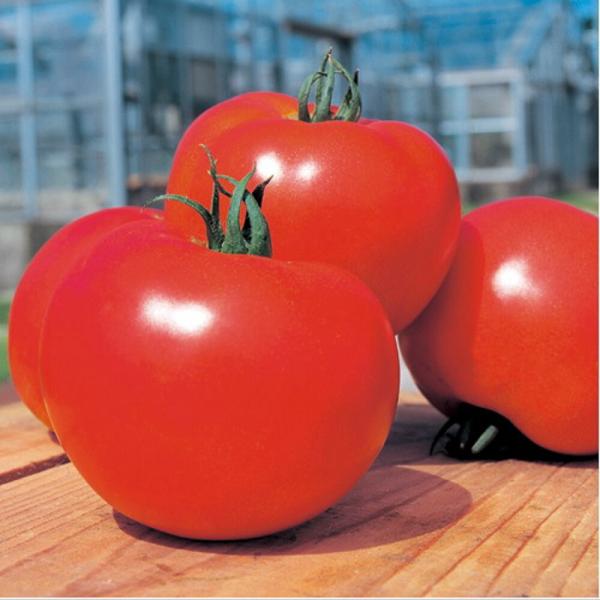 桃太郎ヨークトマト タキイ交配 1センR1000粒 トマト とまと 蕃茄 タキイ 種 たね タネ 【...