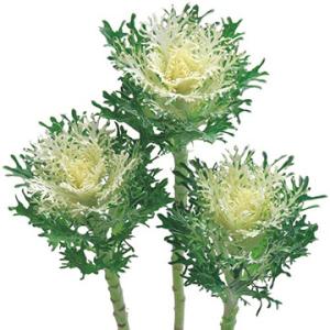 葉牡丹・F1フェザー ピュアホワイト 1000粒 種 タネ 【タキイ 種 たね タネ】【通常5倍 5...