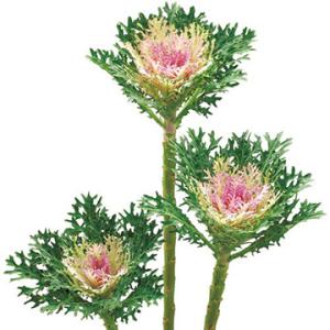 葉牡丹・F1フェザー ホワイト 1000粒 種 タネ 【タキイ 種 たね タネ】【通常5倍 5のつく...