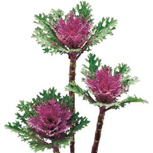 葉牡丹・F1フェザー レッド 1000粒 種 タネ 【タキイ 種 たね タネ】【通常5倍 5のつく日...