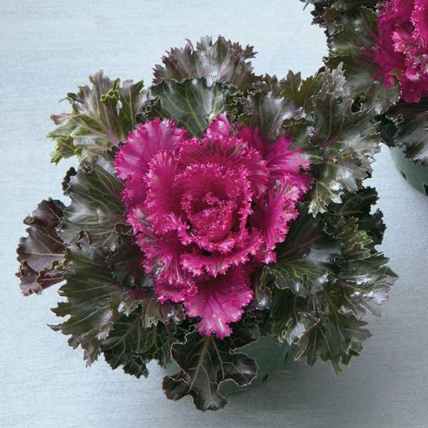 F1クリスタル レッド 1000粒 葉牡丹 種 タネ 【タキイ 種 たね タネ】【通常5倍 5のつく...