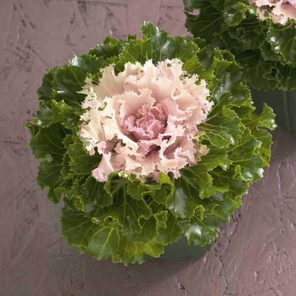 F1クリスタル バニラ 1000粒 葉牡丹 種 タネ 【タキイ 種 たね タネ】【通常5倍 5のつく...