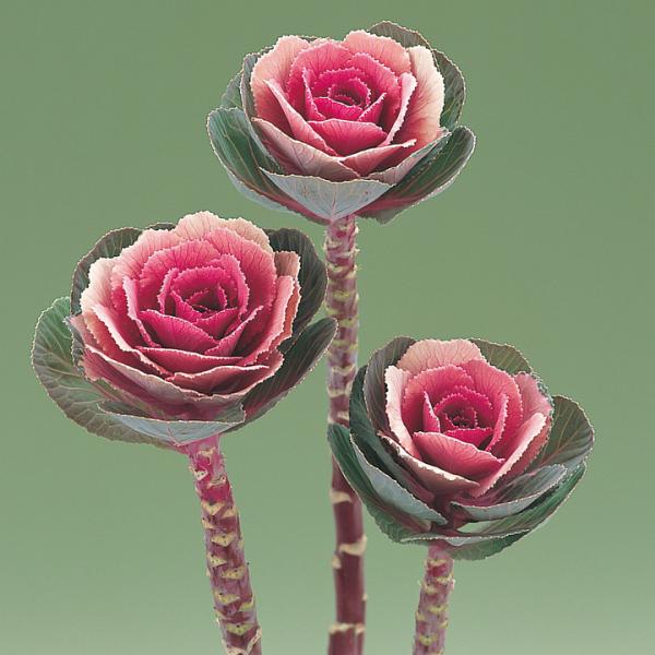 F1ウインターチェリー 1000粒 葉牡丹 種 タネ 【タキイ 種 たね タネ】【通常5倍 5のつく...