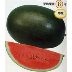 タキイ種苗 レタス ヒートガイ ペレット5000粒 : 種苗・園芸ショップ