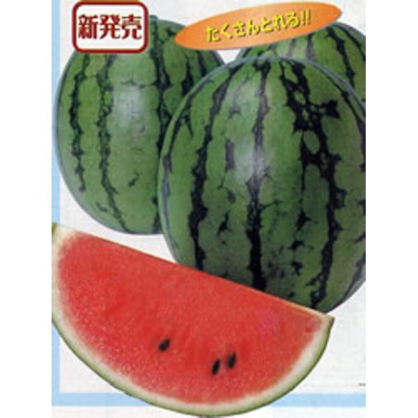紅しずく西瓜 タキイ交配 200R200粒 スイカ すいか 西瓜 タキイ 種 たね タネ 【通常5倍...