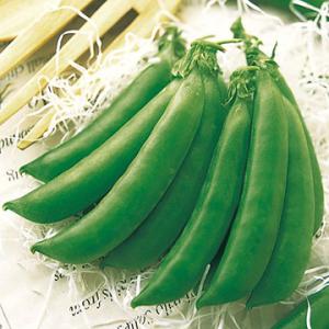 SK9-099 ブロッコリー種子 ペレット5000粒 【野菜種子】【サカタのタネ