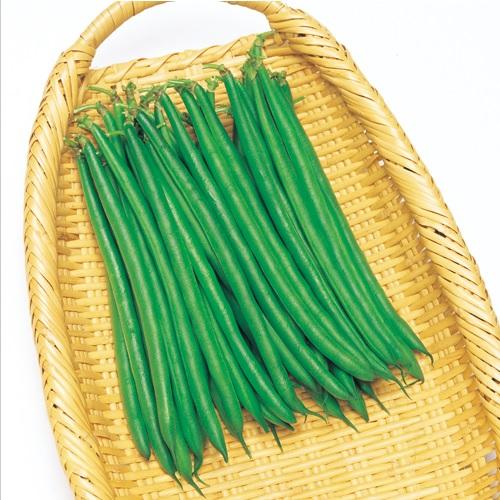 恋みどり菜豆 1L さやえんどう サヤエンドウ 莢豌豆【タキイ 種 たね タネ】【通常5倍 5のつく...