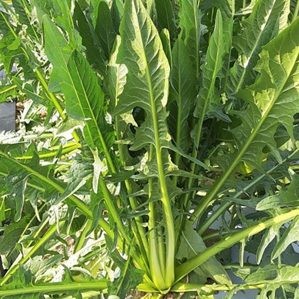 カタローニャ 200粒 グストイタリア【トキタ 種 たね タネ】【通常5倍 5のつく日はポイント10...