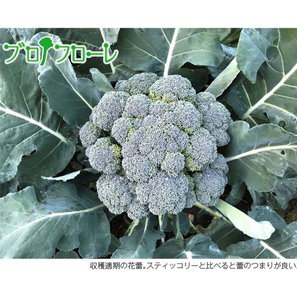 ブロッコリー ブロフローレ80 200粒 グストイタリア ダイヤ交配 【トキタ 種 たね タネ】【通...
