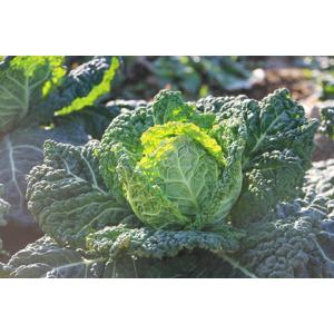 サボイキャベツ クリスピーノ 200粒 グスト...の詳細画像1
