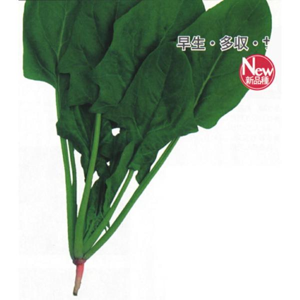 早生サラダほうれん草 1L ほうれん草 法蓮草 ホウレンソウ ほうれんそう ダイヤ交配 【トキタ 種...