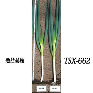 陽春の宴　TSX-662 5000粒(コート) 葱 ネギ ねぎ ダイヤ交配 【トキタ 種 たね タネ】【通常5倍 5のつく日はポイント10倍】