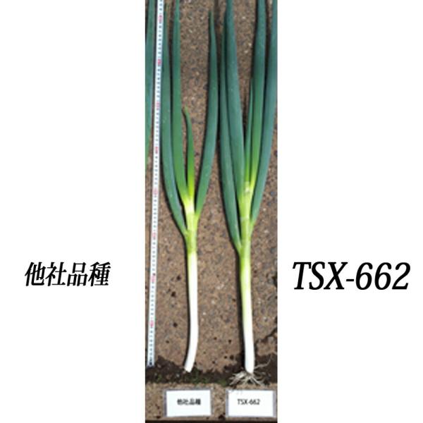 陽春の宴　TSX-662 5000粒(コート) 葱 ネギ ねぎ ダイヤ交配 【トキタ 種 たね タネ...