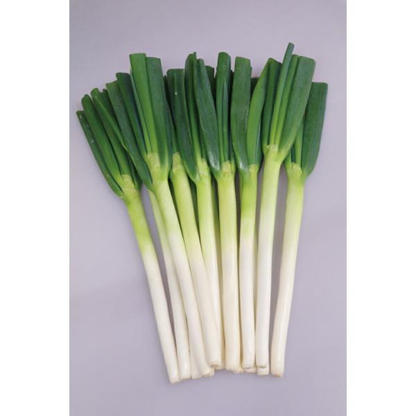 太陽の祝い 1DL 葱 ネギ ねぎ ダイヤ交配 【トキタ 種 たね タネ】【通常5倍 5のつく日はポ...