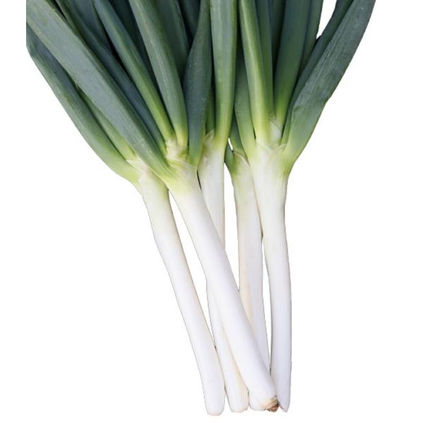 なべちゃんゴールド(TSX-521) 1DL 葱 ネギ ねぎ ダイヤ交配 【トキタ 種 たね タネ】...