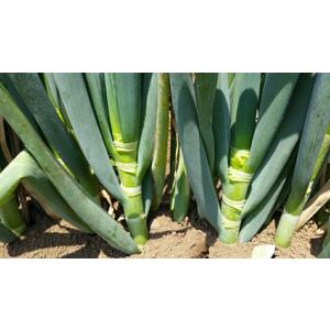 深緑のいざない(TSX-513) 1DL 葱 ネギ ねぎ ダイヤ交配 【トキタ 種 たね タネ】【通...