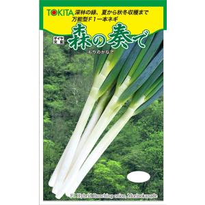 ネギ　大河の轟き　5000粒　有効期限バラバラ 楽天市場】ネギ 種 大河の轟き トキタ 種 苗 一本ネギ 葱