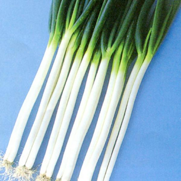 春川おく太葱 3000粒(コート) 葱 ネギ ねぎ ダイヤ交配 【トキタ 種 たね タネ】【通常5倍...